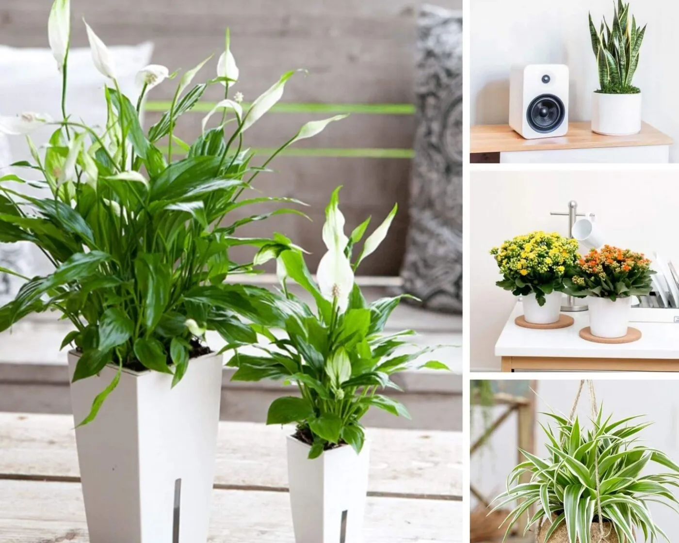 Cách bảo quản chậu cây cảnh