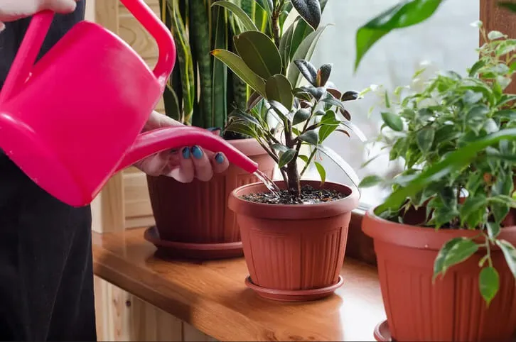 Bí quyết chăm sóc cây cảnh để bàn