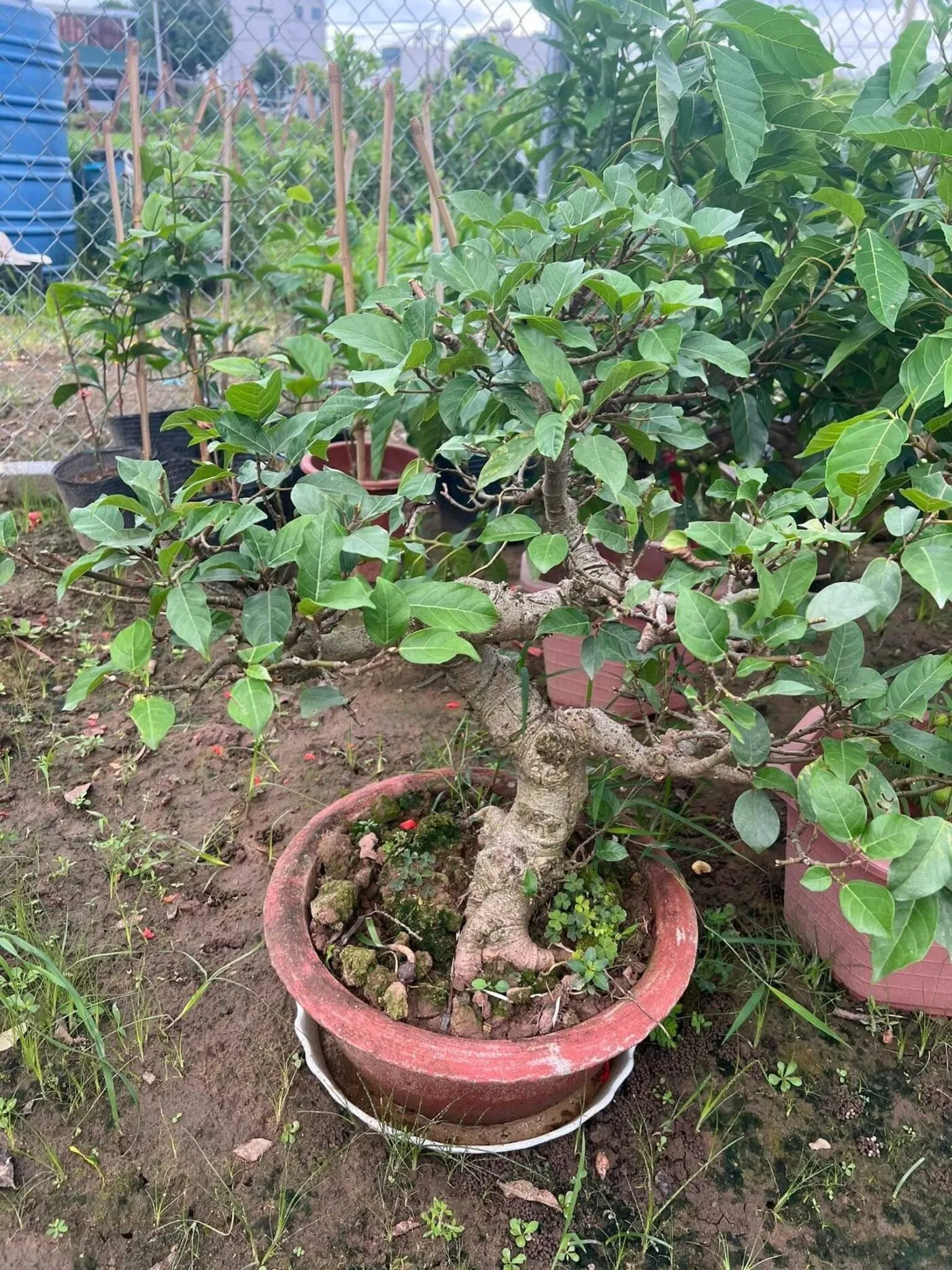 Bí quyết chăm sóc cây sung cảnh