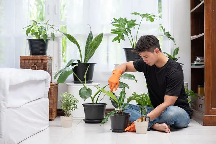 Các loại phân bón cho cây cảnh