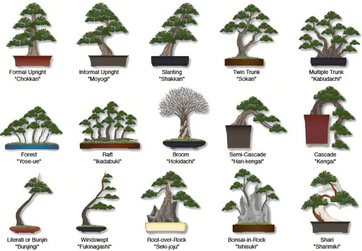 Các thế cây cảnh bonsai