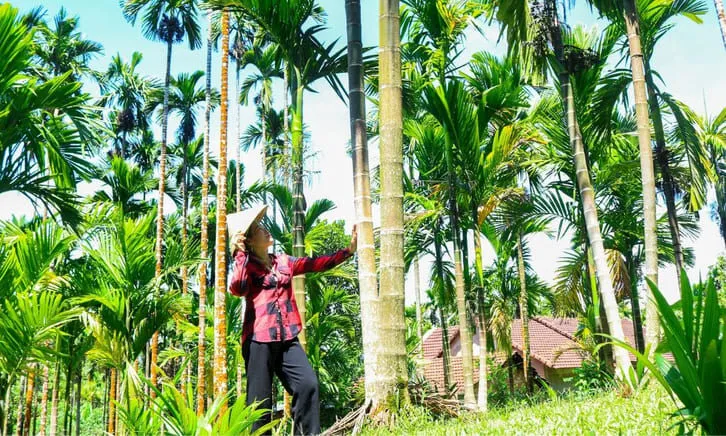 Cách chăm sóc cây cau cảnh đẹp