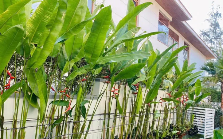 Cách chăm sóc cây chuối cảnh