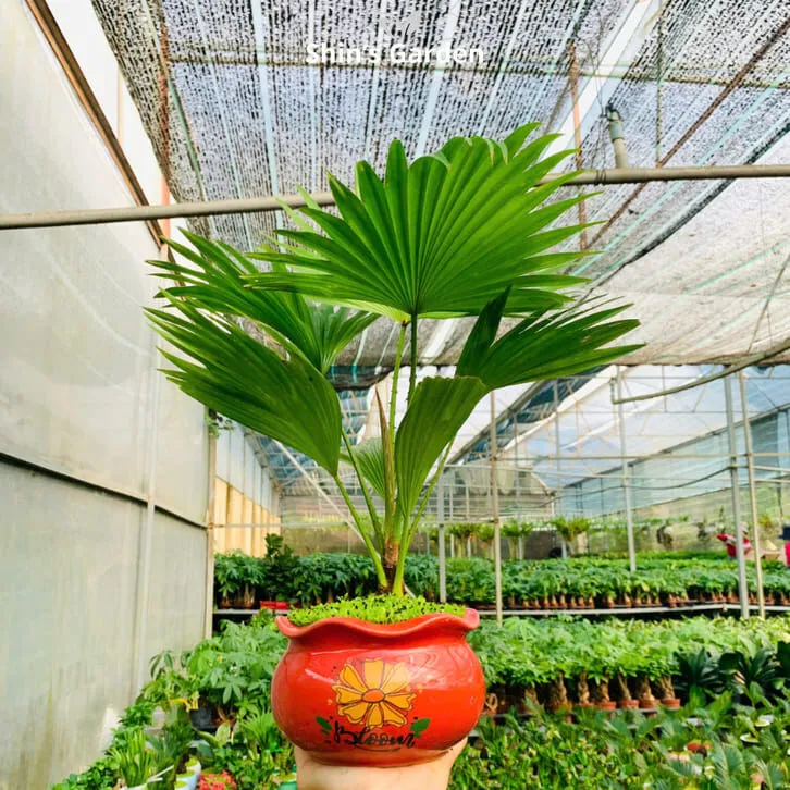 Cách chăm sóc cây cọ cảnh trong nhà