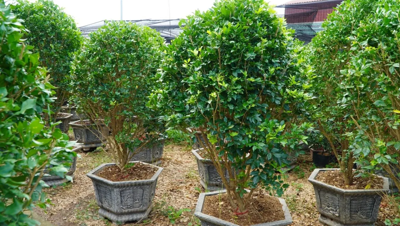 Cách chăm sóc cây nguyệt quế