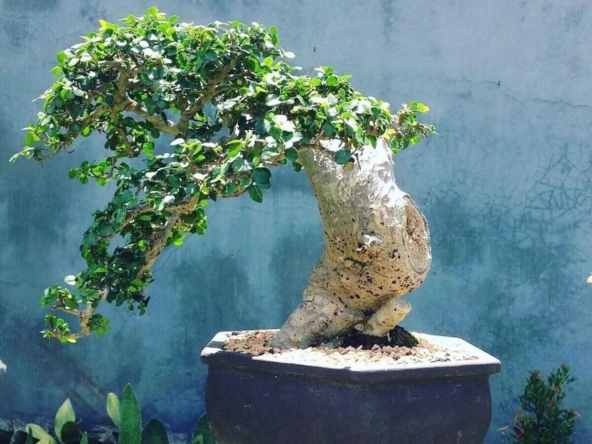 Hướng dẫn cách trồng cây duối cảnh