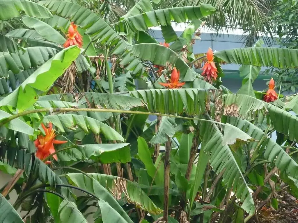 Hướng dẫn trồng cây chuối cảnh