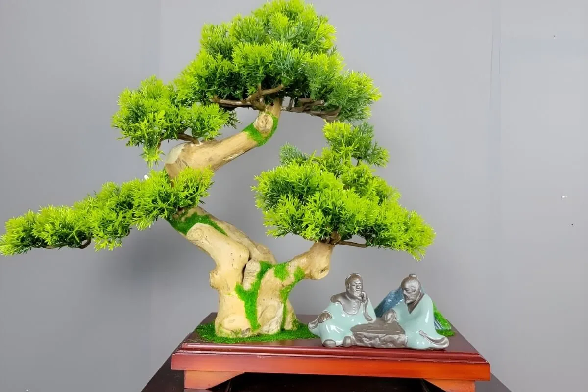 Cây cảnh bonsai để bàn làm việc