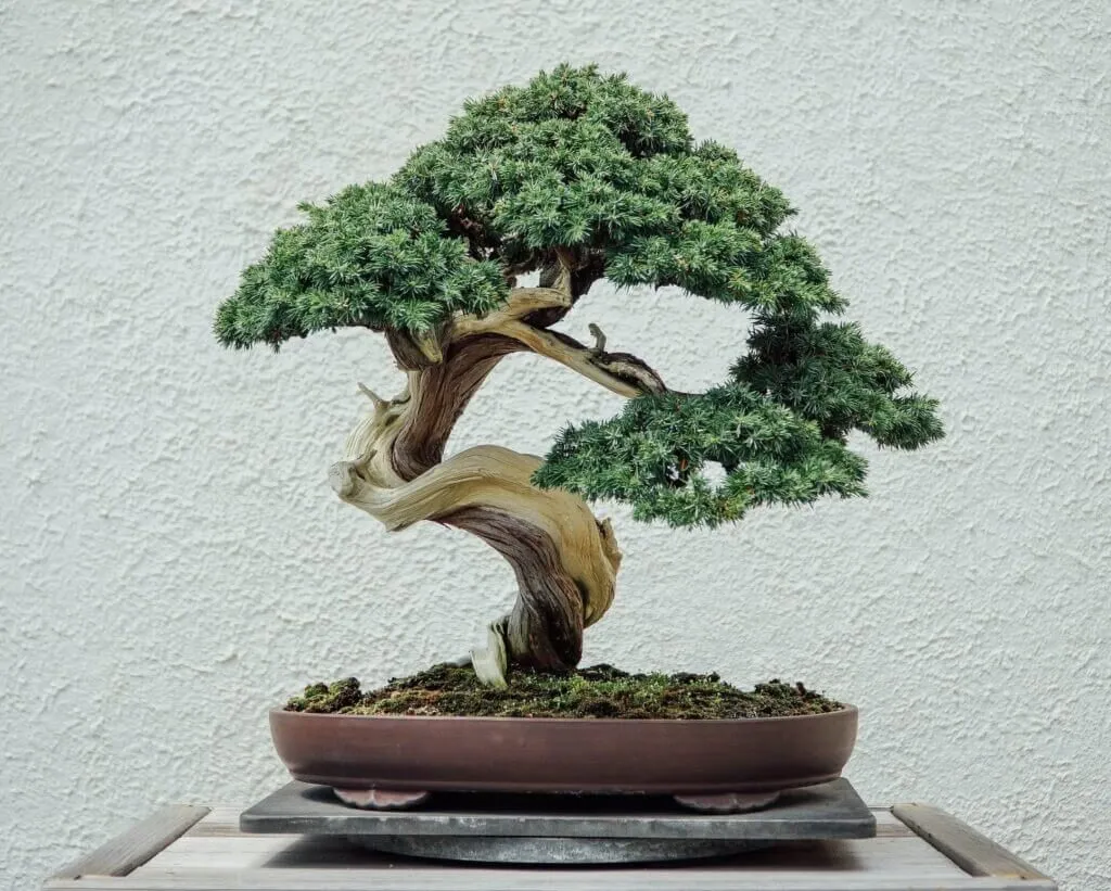 Cây cảnh bonsai là gì