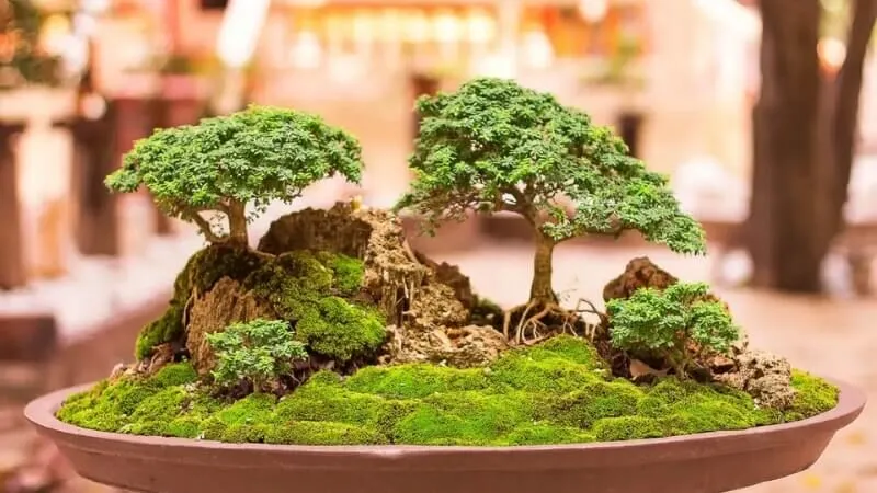Cây cảnh bonsai mini