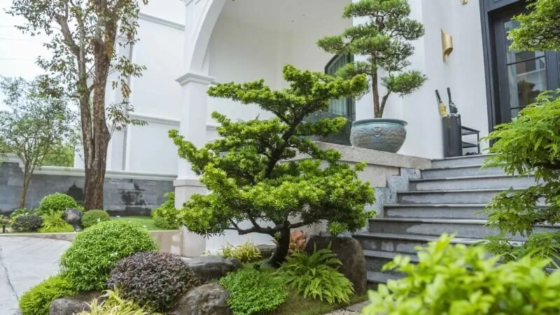 Cây cảnh bonsai sân vườn