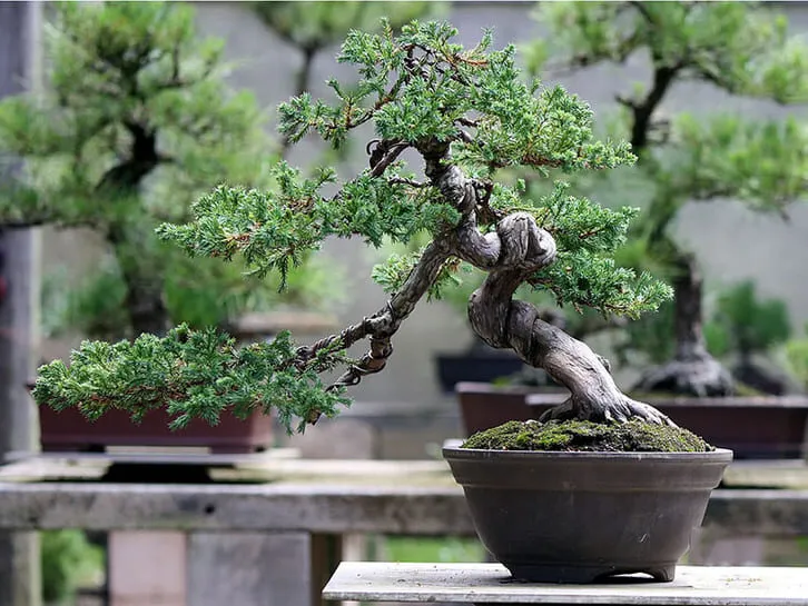 Cây cảnh bonsai
