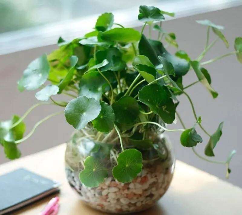 Cây cảnh để bàn cho người mệnh hỏa