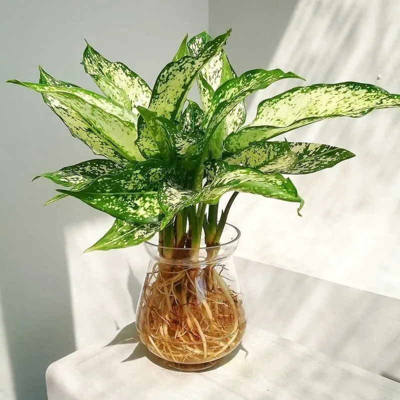 Cây cảnh để bàn cho người mệnh kim
