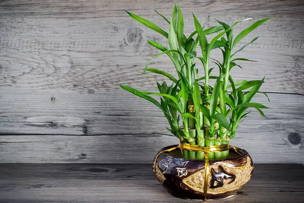 Cây cảnh để bàn cho người mệnh thủy
