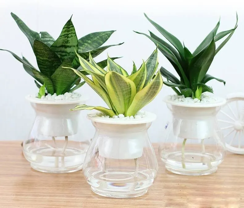 Cây cảnh để bàn làm việc nhỏ gọn