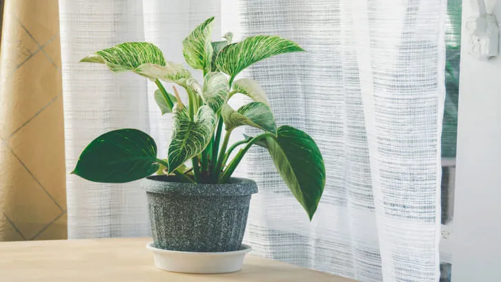 Cây cảnh mini để bàn cho văn phòng