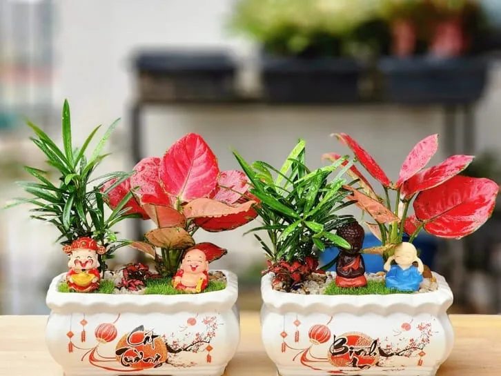 Cây cảnh để bàn