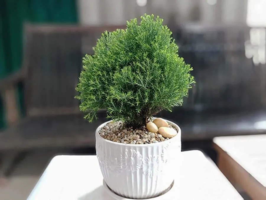 Cây cảnh mini giúp thanh lọc không khí