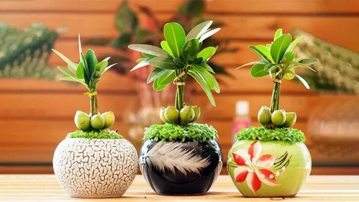 Cây cảnh mini