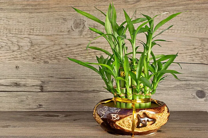 Cây cảnh phong thủy trong nhà