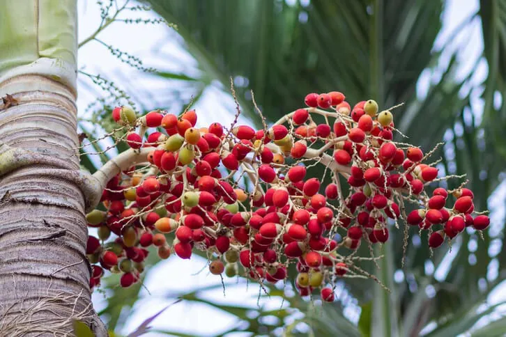 Cây cau cảnh quả đỏ