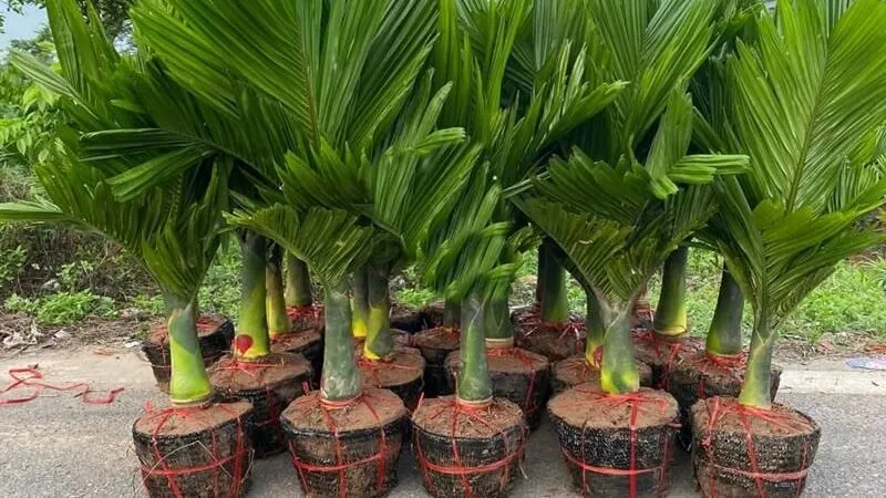 Cây cau cảnh