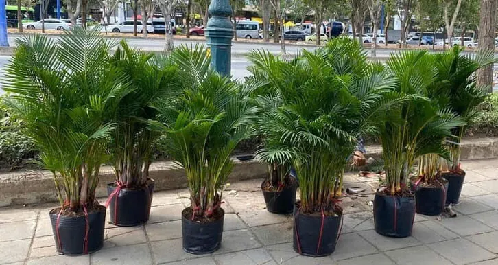 Cây cau nhật và cây cau Thái