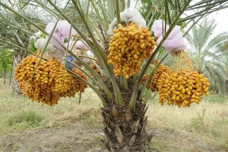 Cây chà là Barhee ăn quả tươi