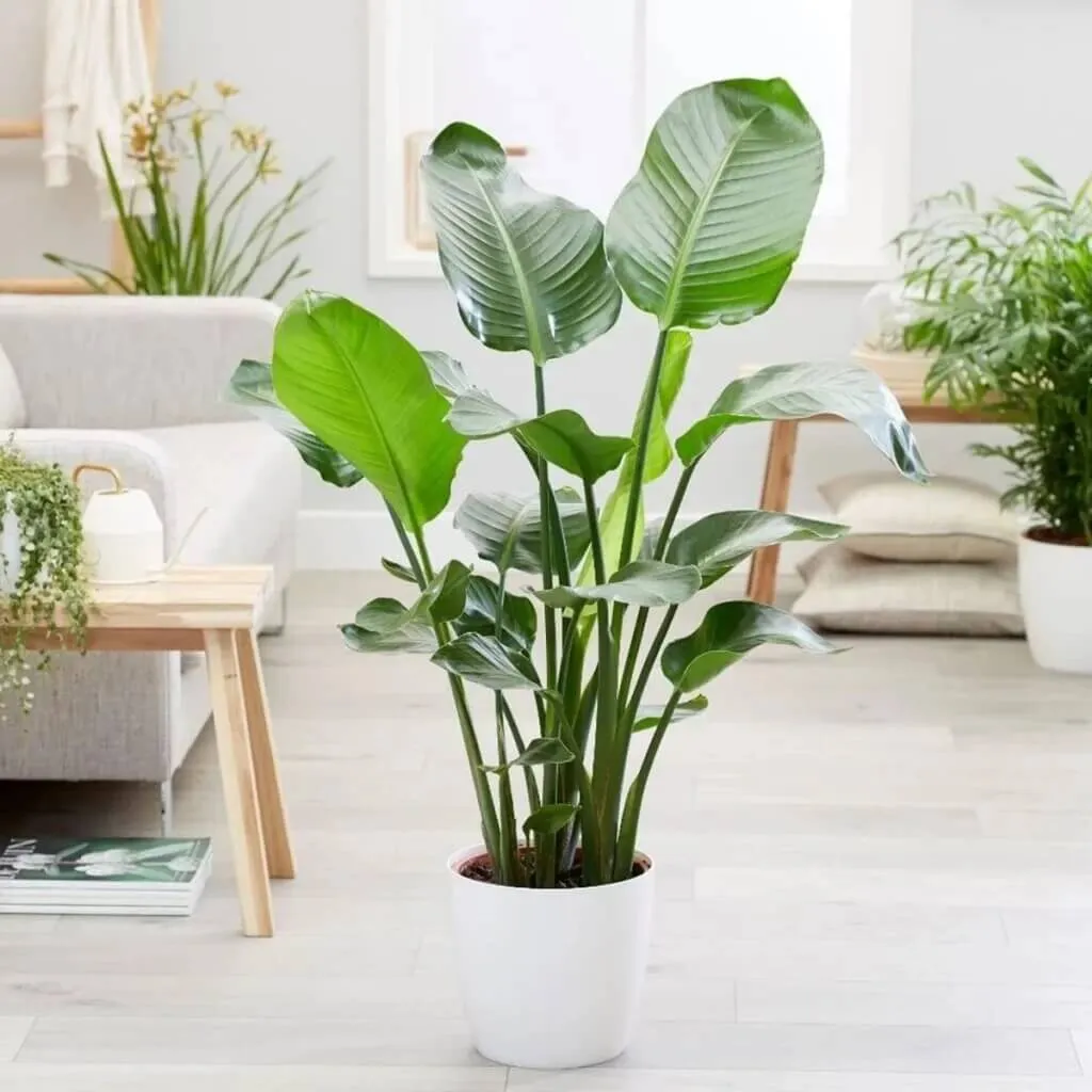Cây chuối cảnh mini