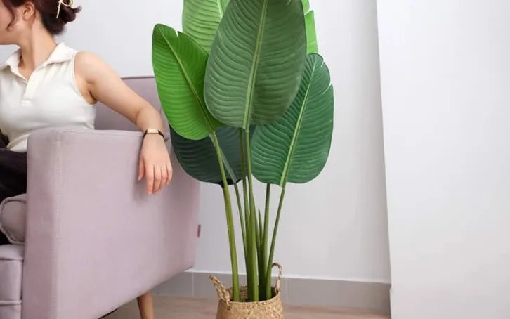 Cây chuối cảnh trong nhà