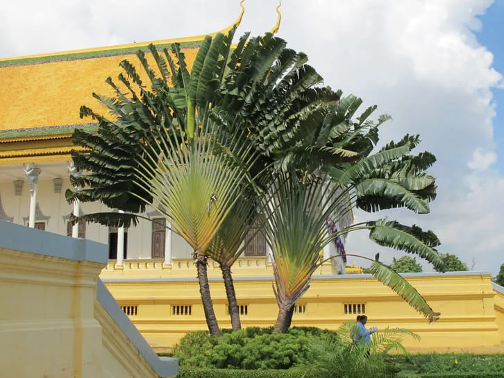 Cây chuối cảnh