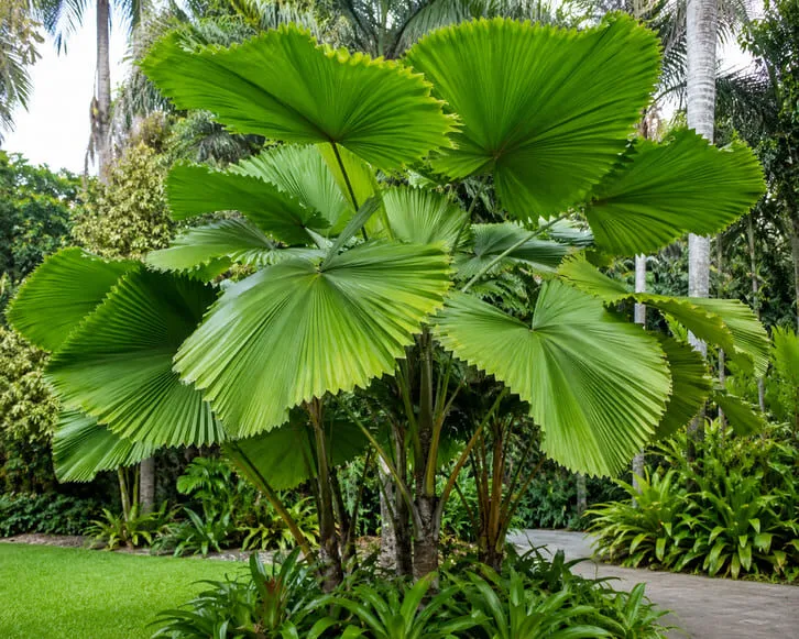 Cây cọ cảnh là gì