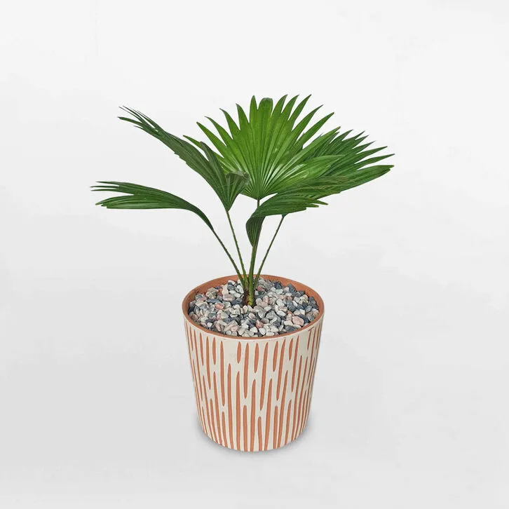 Cây cọ cảnh mini để bàn