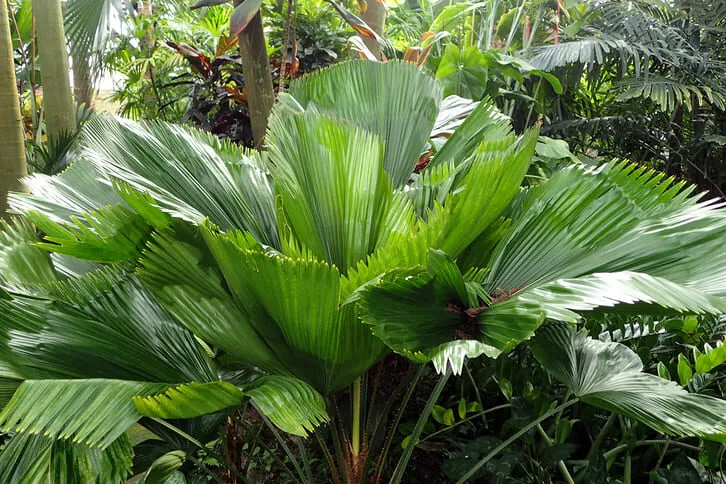 Cây cọ cảnh