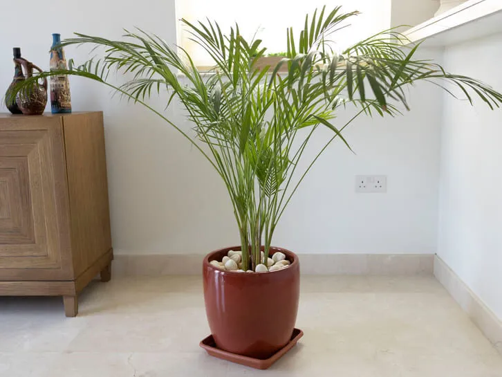 Cây cọ lá tre độc đáo