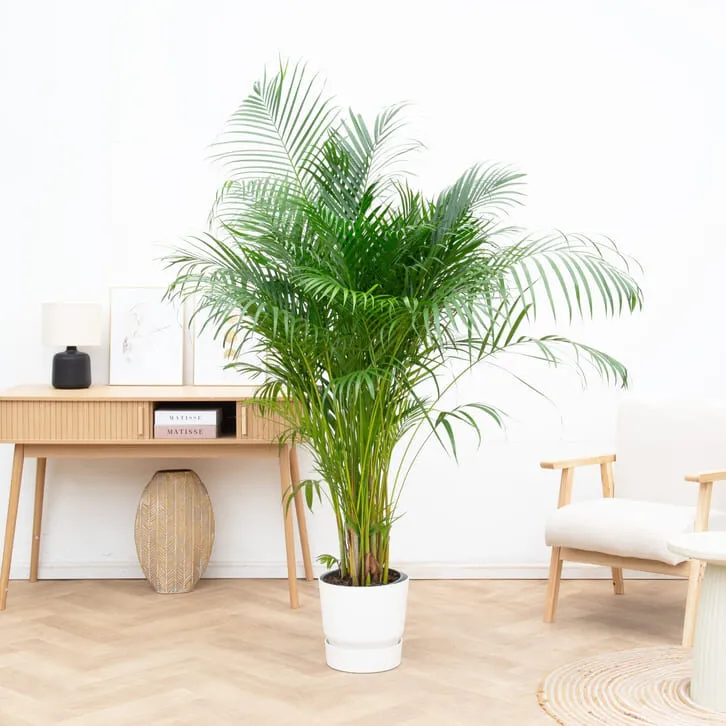Cây dừa cảnh là gì