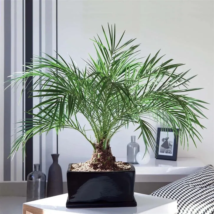 Cây dừa cảnh mini