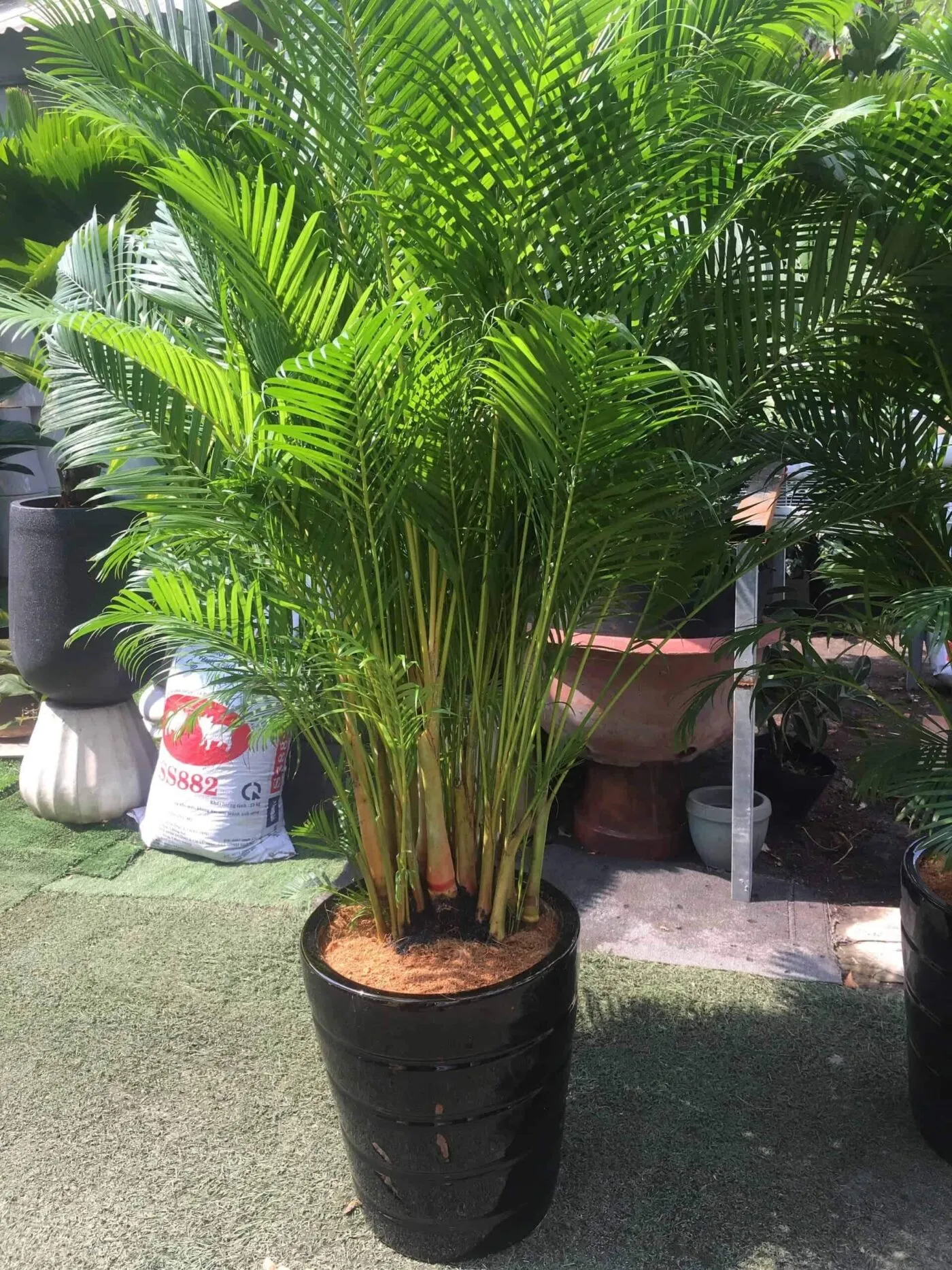 Cây dừa cảnh trồng trước nhà