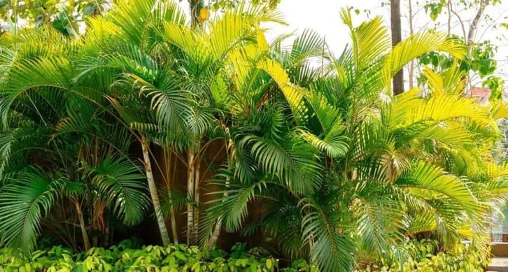 Cây dừa cảnh