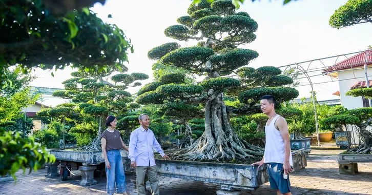 Cây duối cảnh là gì