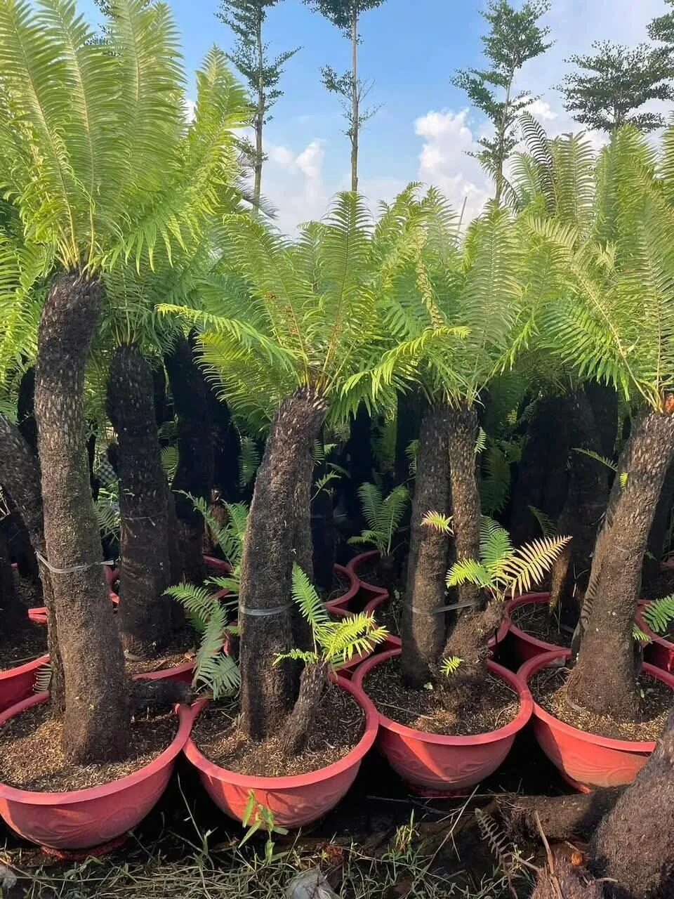 Cây dương sỉ cổ đại