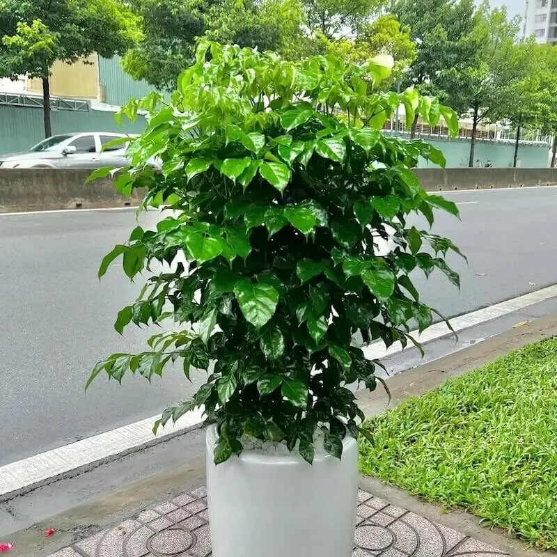 Cây hạnh phúc