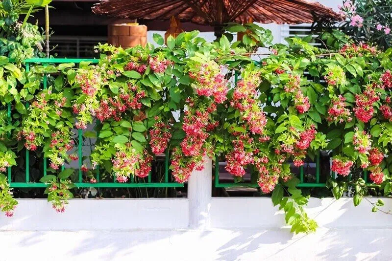 Cây hoa cảnh leo tường