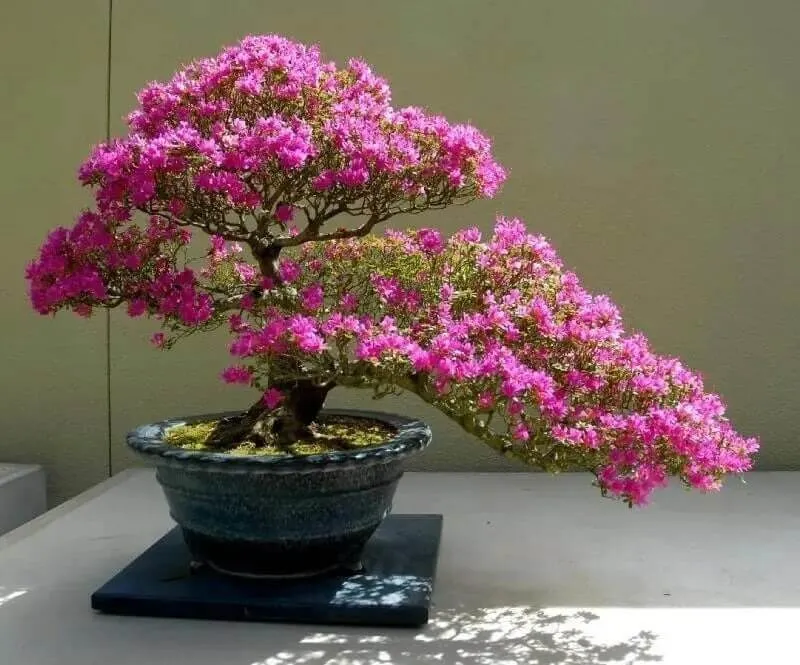 Cây hoa giấy bonsai