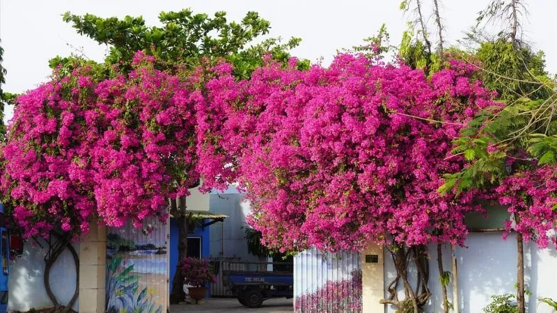 Cây hoa giấy