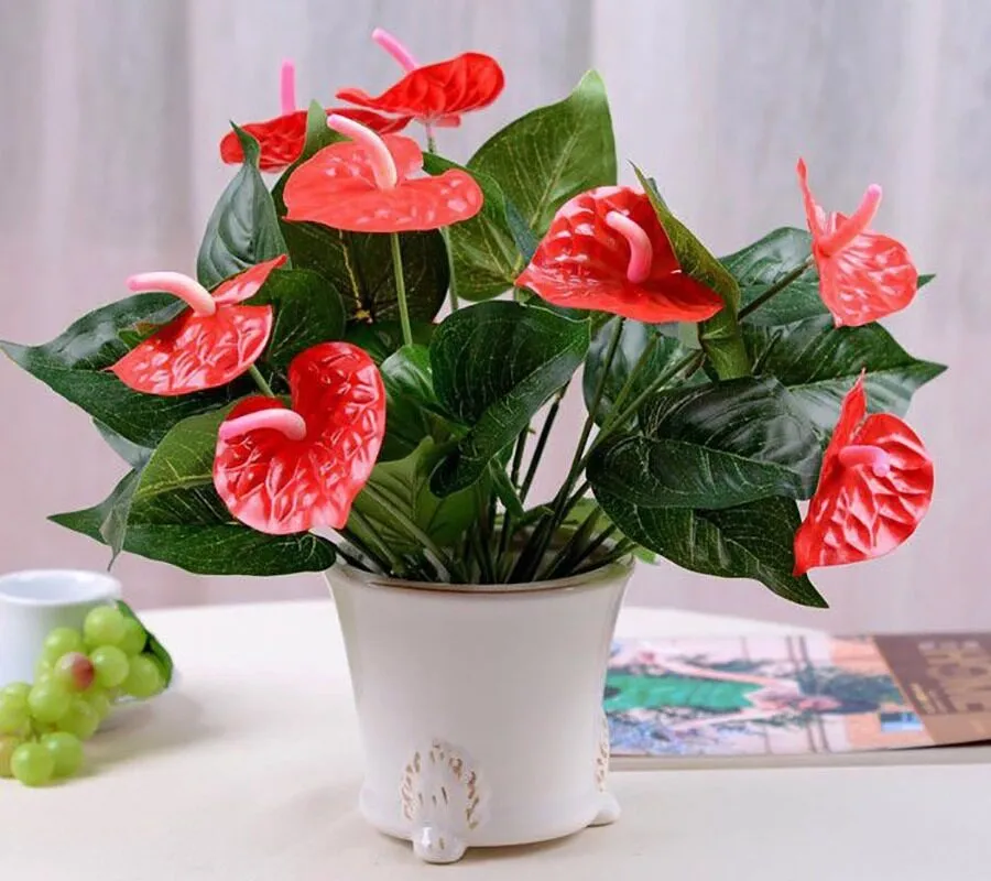 Cây hồng môn mini