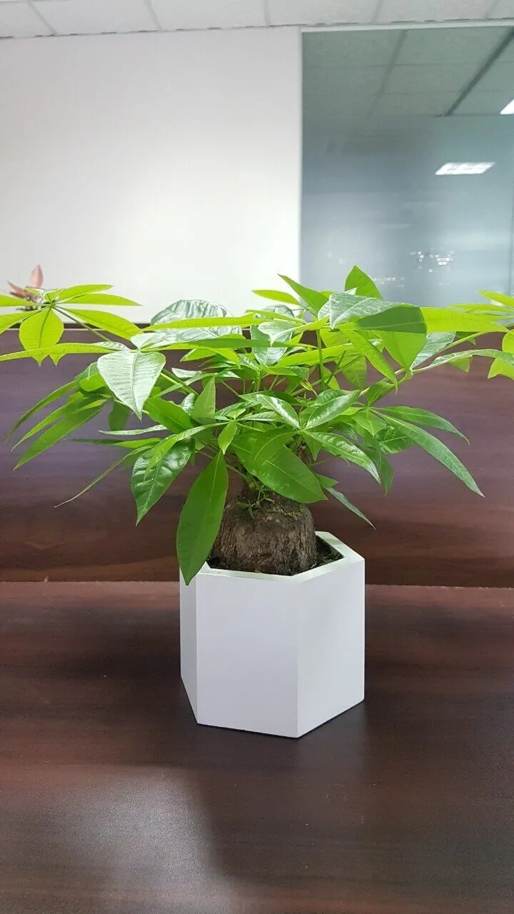 Cây kim ngân để bàn