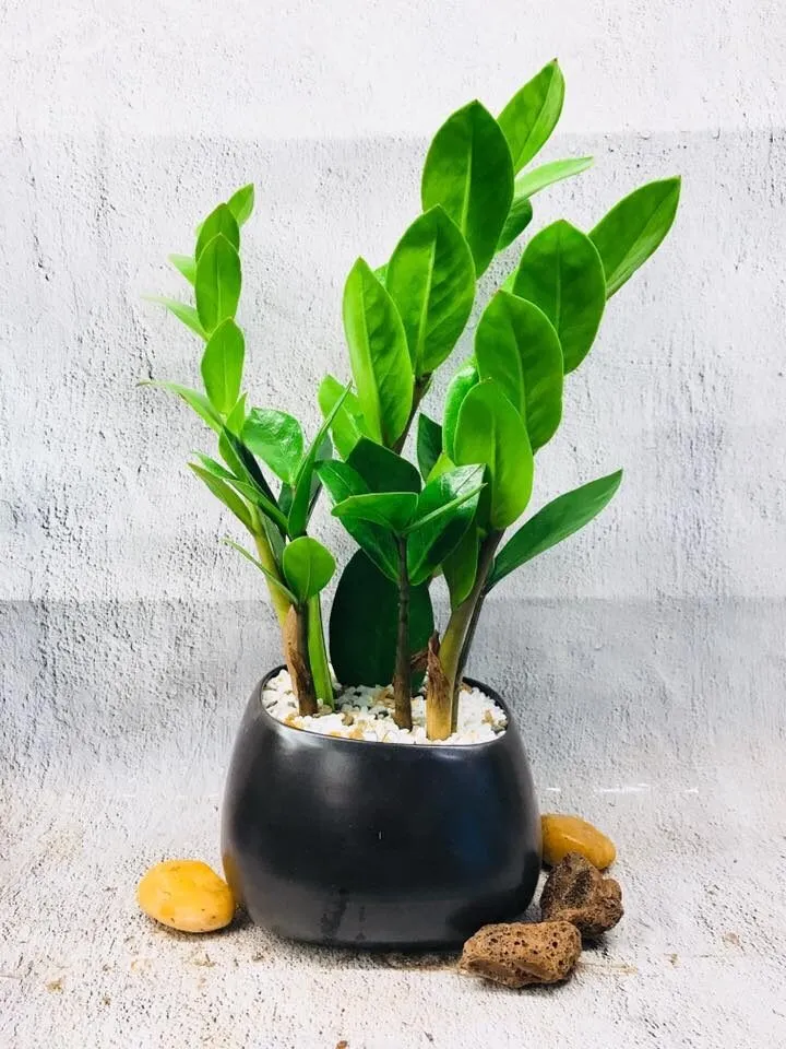 Cây kim tiền mini