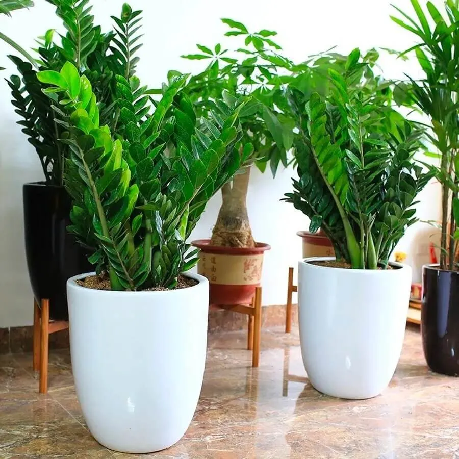 Cây kim tiền phong thủy